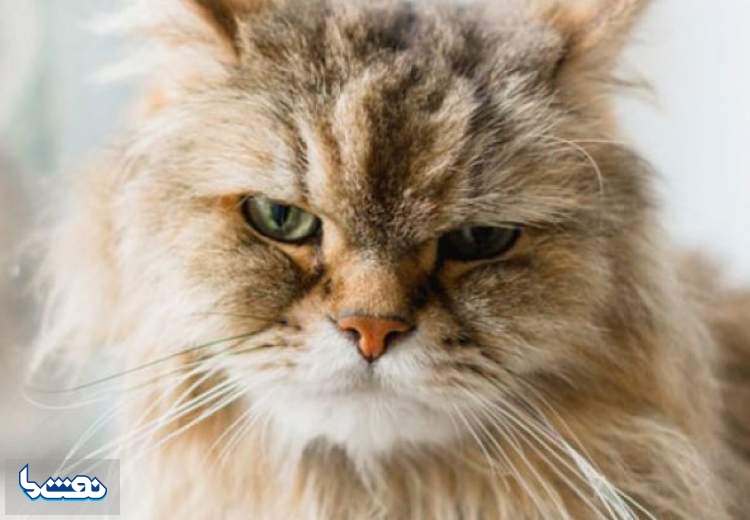 آیا گربه کرونا را منتقل می‌کنند؟