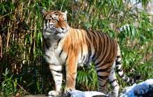 حیوانات به کرونا مبتلا می‌شوند؟