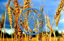 هشدار فائو درباره تاثیر کرونا بر زنجیره تامین غذا