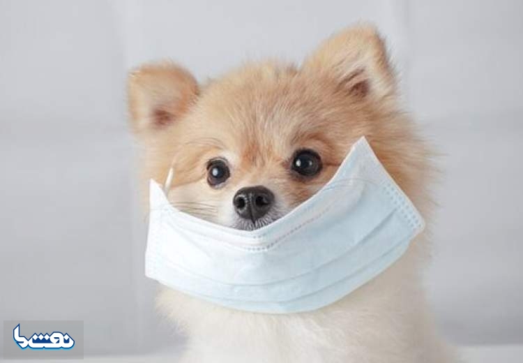 حیوانات می‌توانند ناقل کرونا باشند